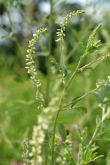 シロバナシナガワハギ　マメ科