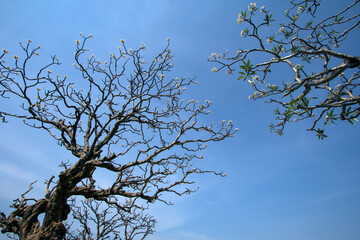 Branches of Plumeria flowers.