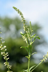 シロバナシナガワハギ　マメ科