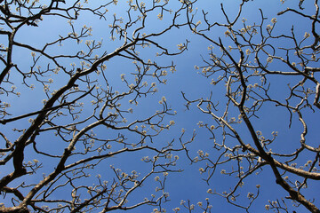 Branches of Plumeria flowers.