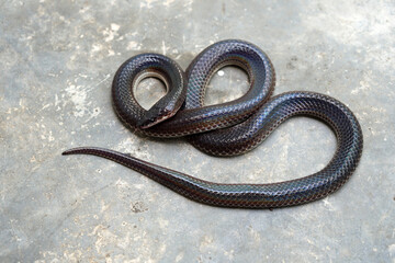 Beautiful snake background old plaster
