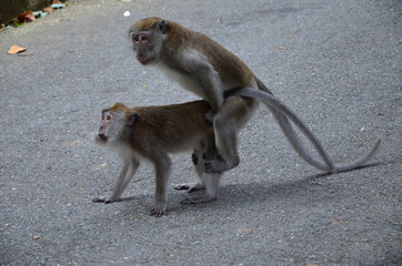 Closeup shot of Macaques mating