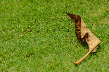 A dry leaf on the grass