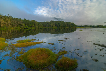 Dry floating grass on a lake