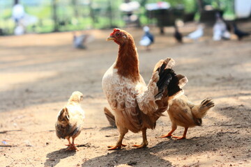 Mother hen chicken with cute tiny baby chicks