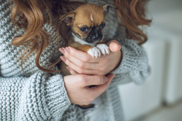 The owner of the dog and her pet. Happy ethnic girl holding a cute puppy near her face, expresses love and care for a pet, woman in a sweater. High quality photo.