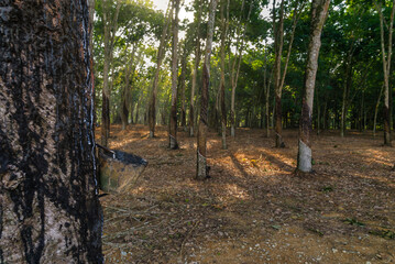 Rubber tree estate