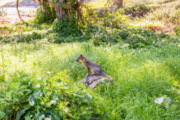 Island Fox at Sugglers Cove on Santa Cruz, Channel Islands National Park, California