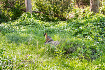 Island Fox at Sugglers Cove on Santa Cruz, Channel Islands National Park, California