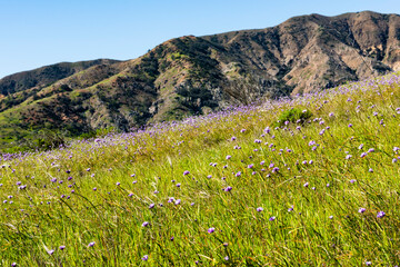 Wildflowers on Santa Cruz Island, Channel Islands National Park, California