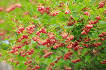 霧ヶ峰　八島ヶ原湿原　サラサドウダン
