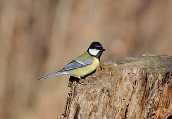 A big tit (Parus major) sits on an old stump on a Sunny autumn morning. Moscow region. Russia.