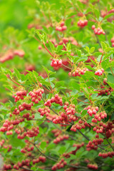 霧ヶ峰　八島ヶ原湿原　サラサドウダン