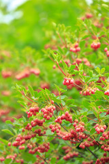 Obraz premium 霧ヶ峰 八島ヶ原湿原 サラサドウダン