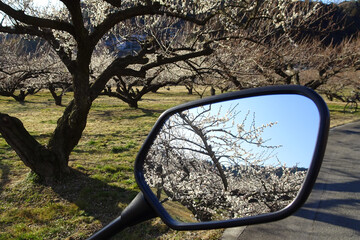 オートバイのミラーに梅の花／埼玉県越生町