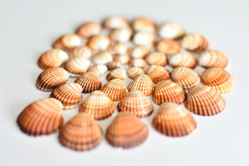 spiral shells lined with brown shells. installation