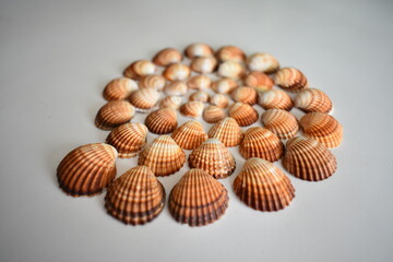 spiral shells lined with brown shells. installation