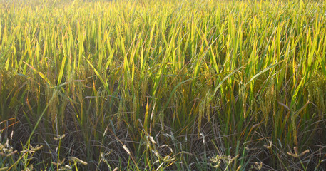 rice field