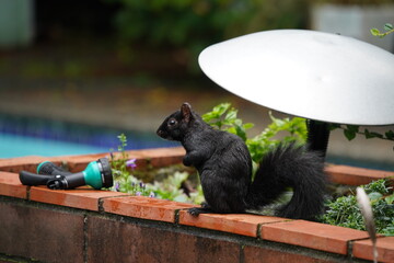 黒リス　珍種　リス　齧歯類　珍しい　カナダ 