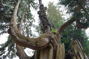 巨木　大きな木　スタンレーパーク  シンボルツリー