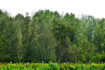 Fototapeta na wymiar sunflowers on a forest background