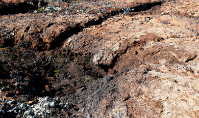 tundra cover of the soil