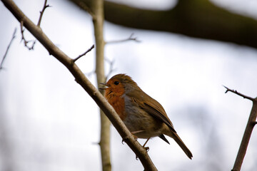  Cheerful Robin redbreast, Erithacus rubecula, on bare branch against light background