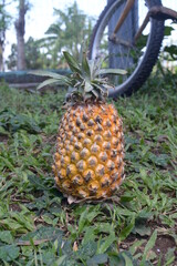 fresh pineapple on a natural background