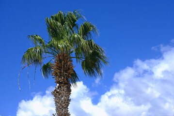 palm tree against the blue sky
