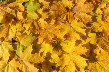 Naklejka na ściany i meble Yellow autumn leaves background. Colorful image of fallen autumn leaves background.