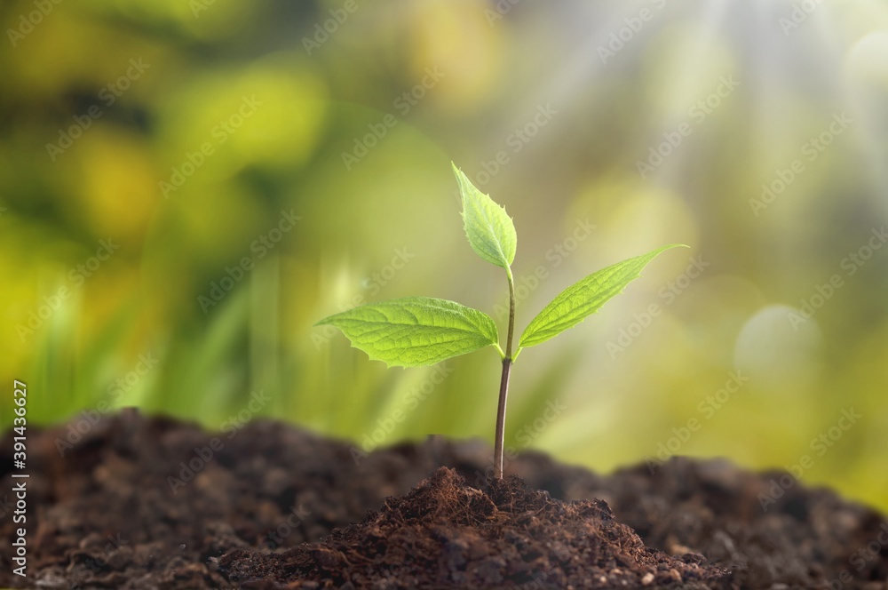 Wall mural Agriculture.