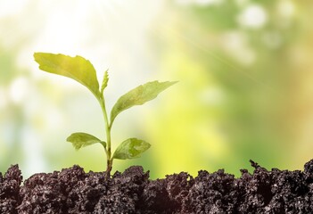 Agriculture.
