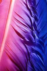 Detailed macro photo of colorful goose feathers in bright contrast light