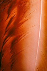 Detailed macro photo of colorful goose feathers in soft light
