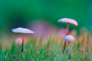 Hallucinogenic mushrooms grow on moss. Mushrooms containing psilocybin.  Out of focus background. Selective focus of the mushroom cap on the left side of the picture. 