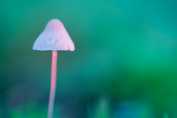 The hallucinogenic mushroom grows in the forest. A mushroom containing psilocybin. Macro photo with shallow depth of field. Blurred background. Selective focus of the mushroom cap. 