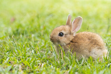 A cute baby rabbit was running and biting the grass in the yard. Rabbits are small animals that...