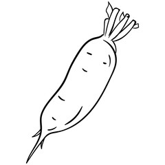 White Radish 