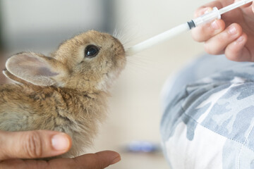 The baby rabbit was drinking milk from a syringe by the veterinary. © MemoryMan