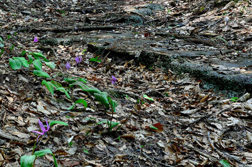 街道に咲くカタクリ
