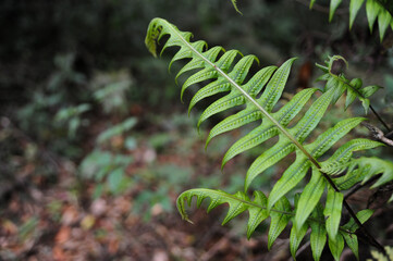 fern tropical leaf in green