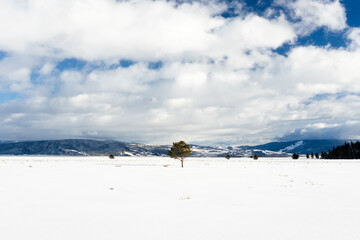 Lonely Tree