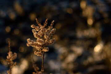 立ち枯れた植物