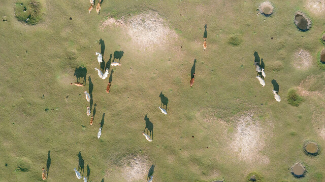 Aerial View Group Of Cow At The Green Field..Drone Shot Flying