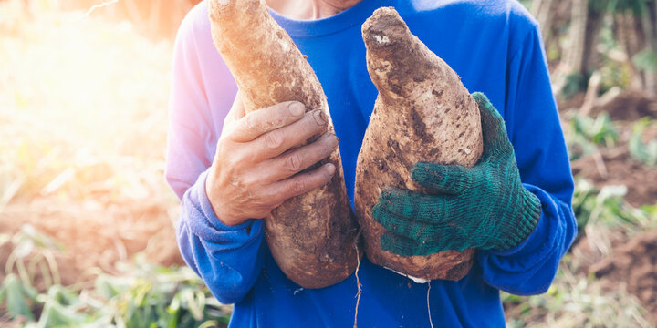 Gardener Is Harvesting Tapioca From Cassava Farms