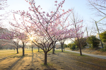 早朝の河津桜