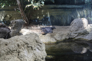 Chinese alligator is relaxing on the ground by the pond. Long distance view.