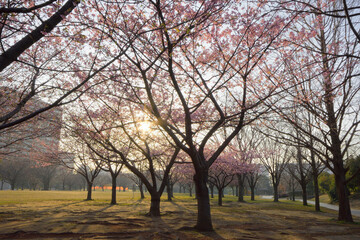 早朝の河津桜