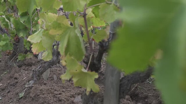 Soft focus, a draught horse pull a plough through a vineyard, tradition