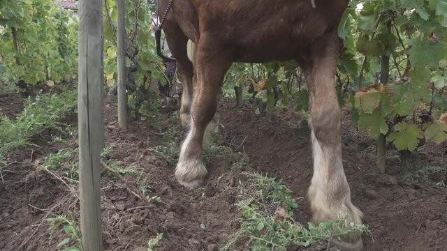 Low angle, farmers still choosing strong draft horses over tractors in vineyard